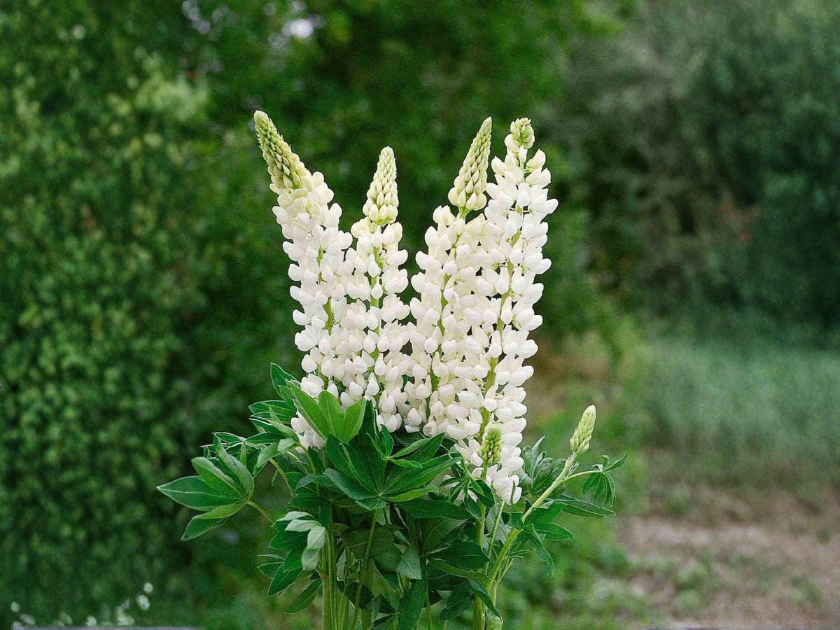 20 Seeds Russell White Lupine Lupinus polyphyllus White Perennial Wildflower Cottage Pollinator Garden