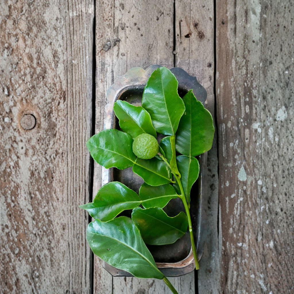 5 Kaffir Lime Cuttings Citrus hystrix Aromatic Citrus Tree