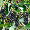 5 Cuttings Jamun Syzygium cumini Tropical Fruit Tree