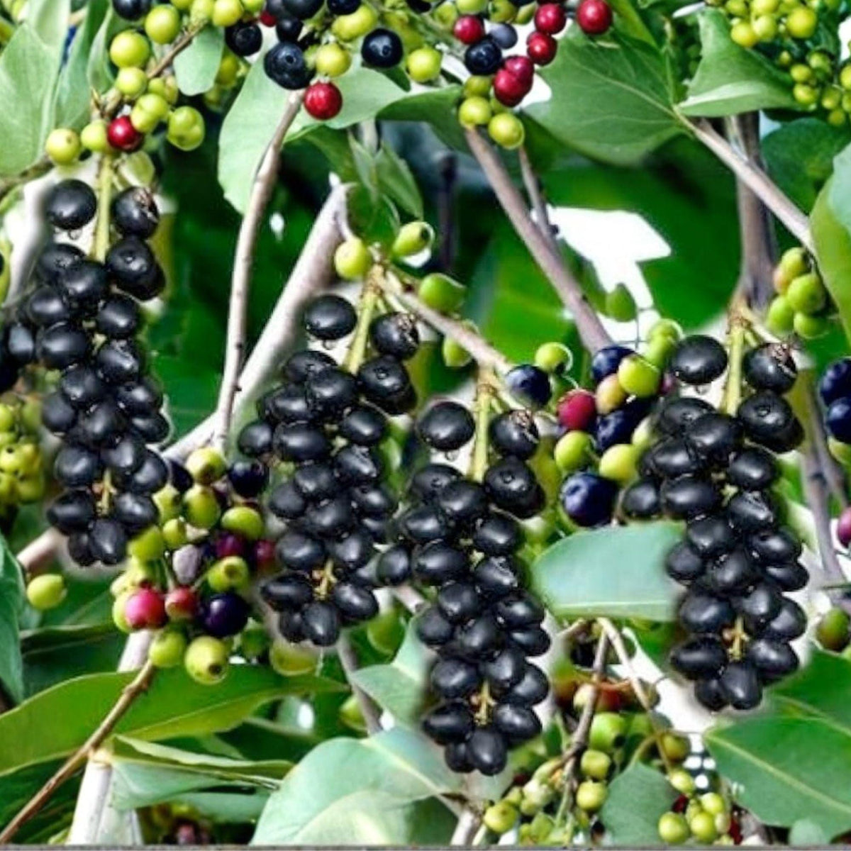 5 Cuttings Jamun Syzygium cumini Tropical Fruit Tree