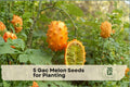 Gac Melon Seeds – 5 Pack, Tropical Climbing Vine, Momordica cochinchinensis, Spiny Fruit for Garden, Trellis, Patio