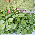 10 Bare Roots Gotu Kola Centella asiatica
