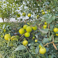 10 Cuttings Taiwan Giant Jujube Ziziphus jujuba