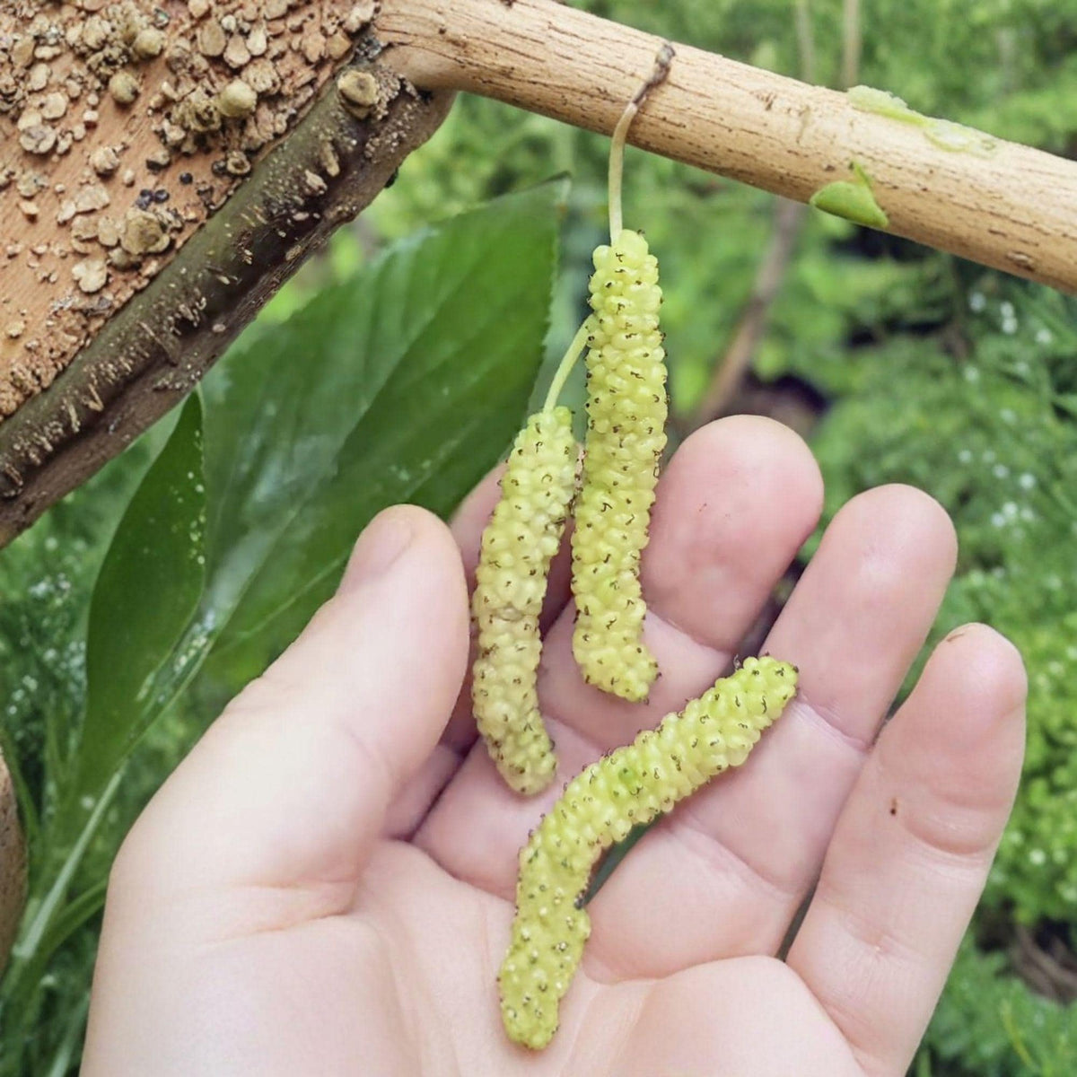 10 Cuttings Pakistan White Mulberry Morus alba Live Plant Cuttings