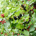 10 Black Dwarf Mulberry Cuttings Morus nigra Hardy Fruit Tree