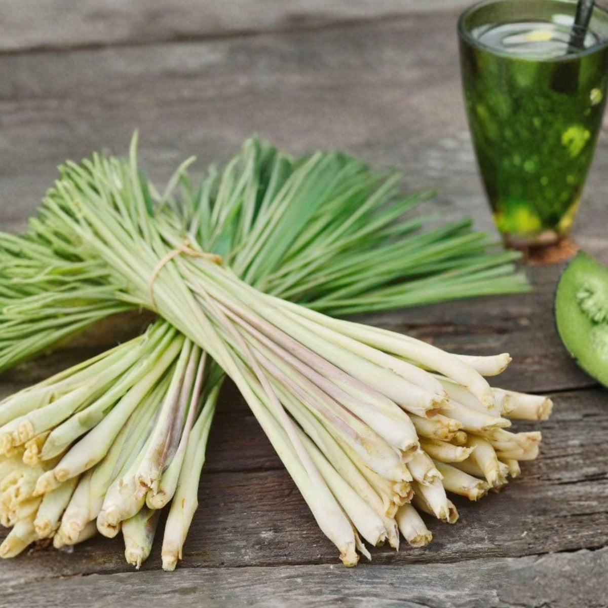 10 Rooted Live Plants Lemongrass Cymbopogon citratus Culinary Herb