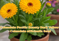 Calendula Seeds Pacific Beauty Dark Yellow – Calendula officinalis Annual Flower for Garden, Full Sun to Partial Shade, 100 Seeds
