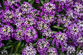 Royal Carpet Sweet Alyssum Seeds – Dwarf Purple Flower Annual, Fragrant Ground Cover, Lobularia maritima, 100 Seeds