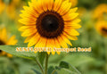 Dwarf Sunflower Seeds Sunspot Bright Yellow Flowers for Pots & Garden Helianthus annuus, Annual, Full Sun