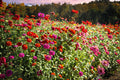 California Giants Zinnia Seeds (50) | Tall Colorful Heirloom Zinnia Mix | Zinnia elegans for Cutting Gardens & Borders