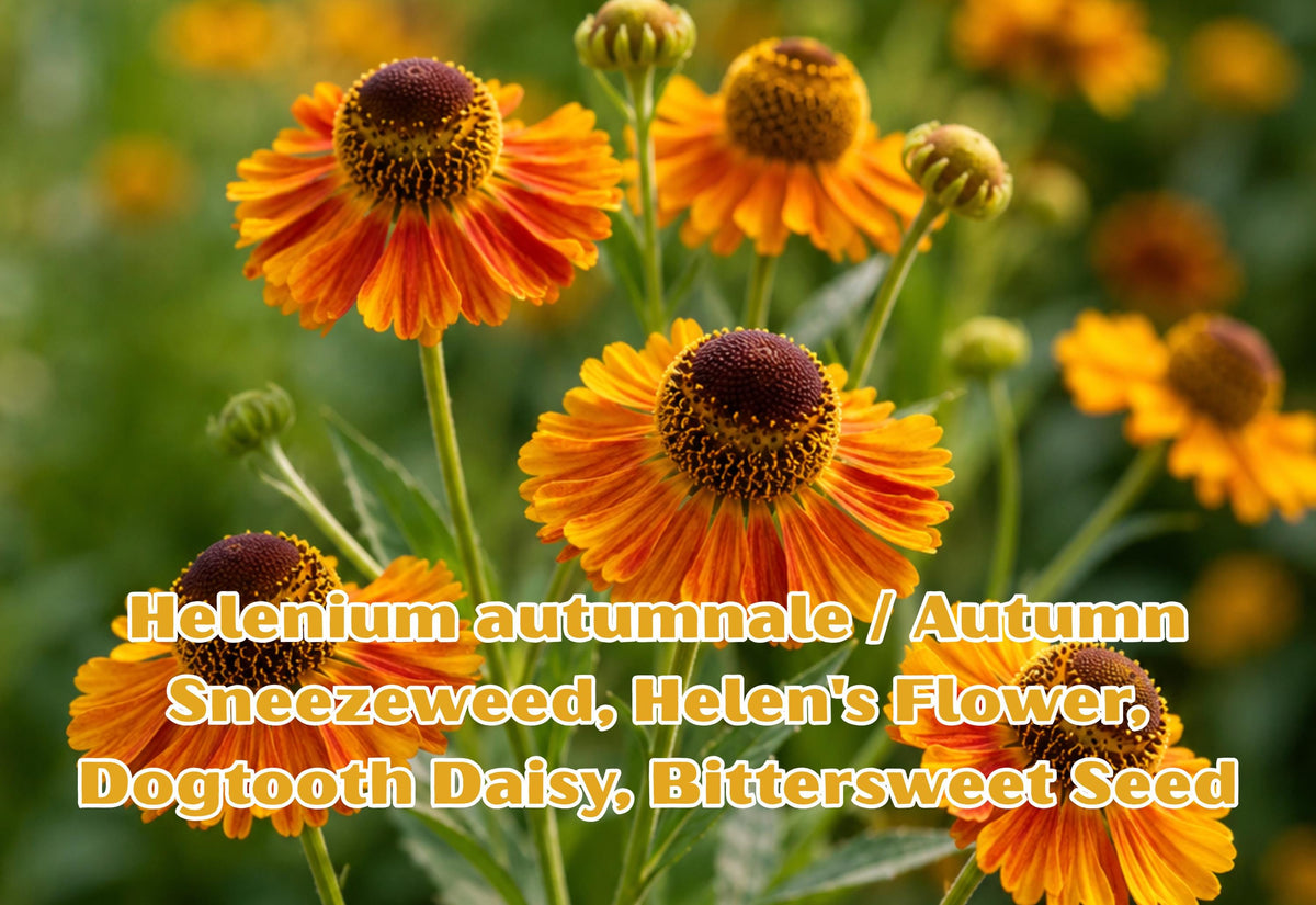 Helenium autumnale Seeds | Autumn Sneezeweed Wildflower for Pollinator Gardens, Cottage & Prairie Landscapes, 100 Seeds