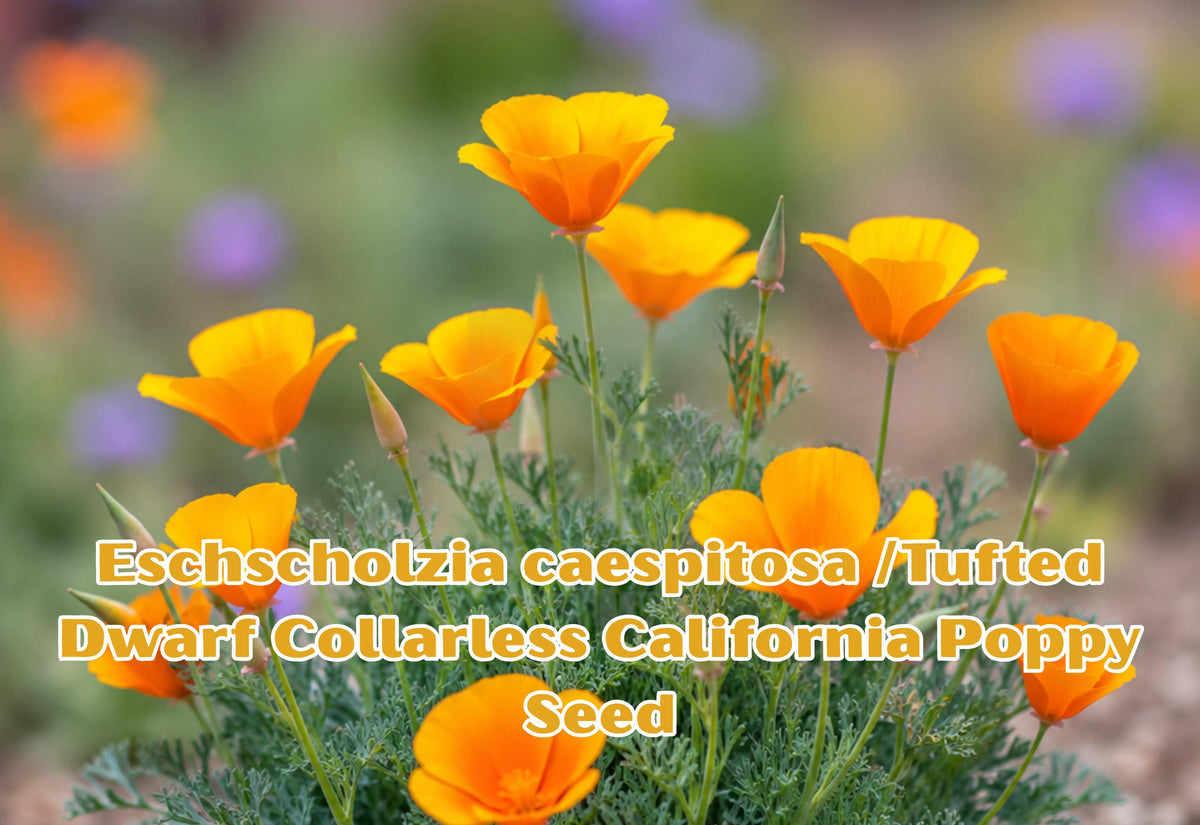 Drought-Tolerant Wildflower Seeds – Eschscholzia caespitosa Tufted Dwarf California Poppy, 100 Seeds