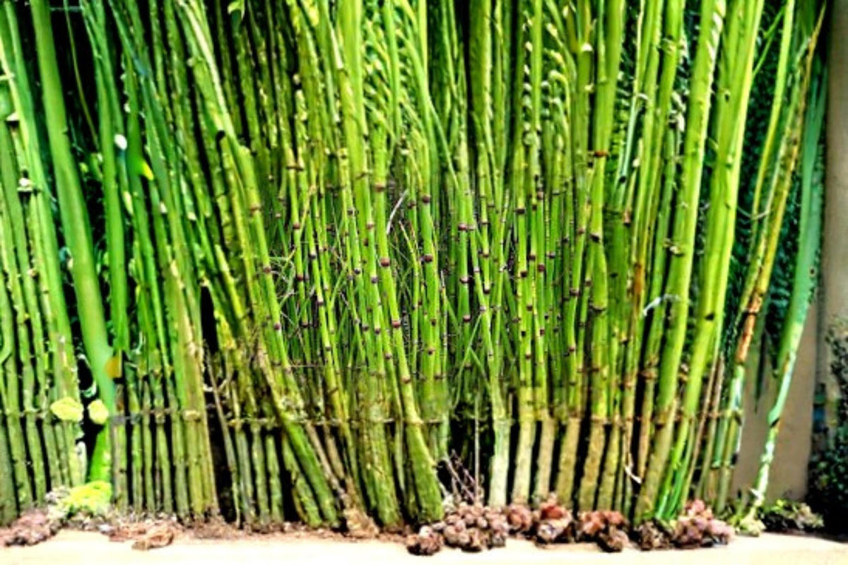 Horsetail Plant Cutting - 1 Equisetum hyemale - Unique Aquatic Perennial for Water Gardens, Ponds, and Damp Areas