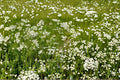 Anise Licorice Plant Seeds 135 Pimpinella anisum Culinary Herb, Aromatic Annual, White Flowers, Full Sun, Edible Herb Garden