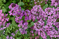 Money Plant Seeds – Lunaria annua, Pink Fuchsia Flowers, Ornamental Biennial Flower for Garden & Dried Arrangements