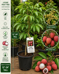 Lychee Live Fruit Tree 12–24 Inches Tall – Litchi chinensis – Tropical Edible Tree for Backyard Gardens and Orchards