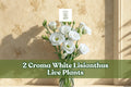 2 Croma White Lisianthus Live Starter Plants | Eustoma grandiflorum Flower Plants for Containers & Gardens