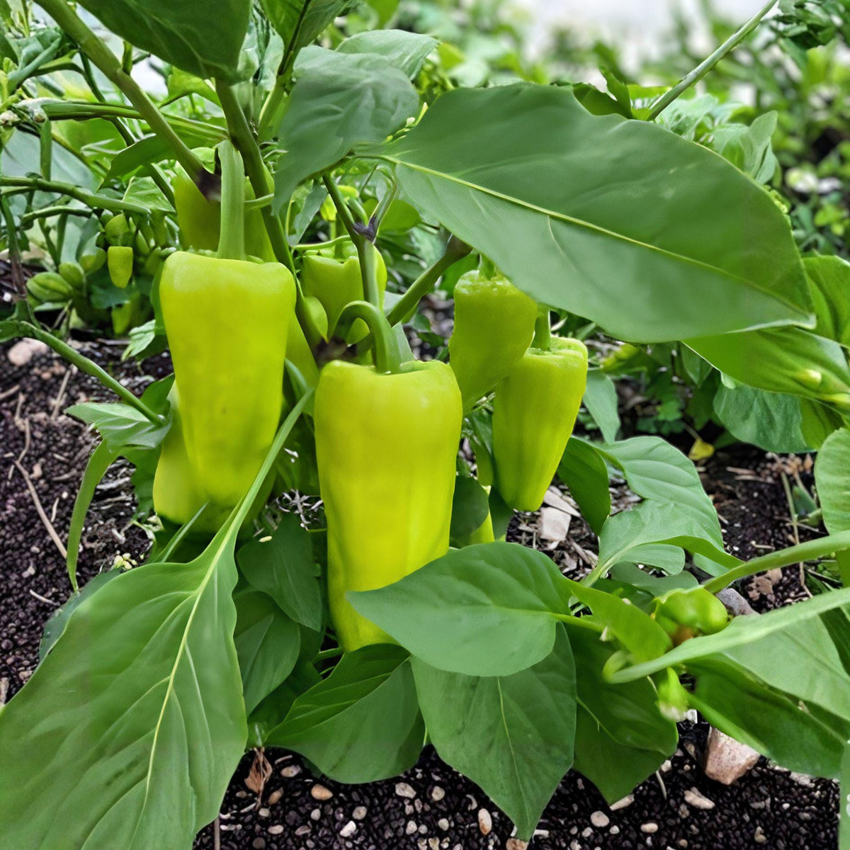 Cubanelle Pepper Seeds | Sweet Italian Bell Pepper | Capsicum annuum | 25 Seeds for Garden Vegetables