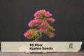 Pink Azalea Seeds – Rhododendron occidentale Flowering Shrubs for Garden & Bonsai Cultivation