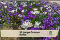 Large Crocus Bulbs - Blue and Purple Crocus spp. for Early Spring Blooming Garden Beds and Borders