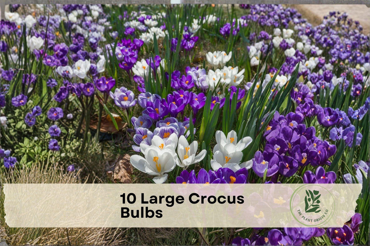 Large Crocus Bulbs - Blue and Purple Crocus spp. for Early Spring Blooming Garden Beds and Borders