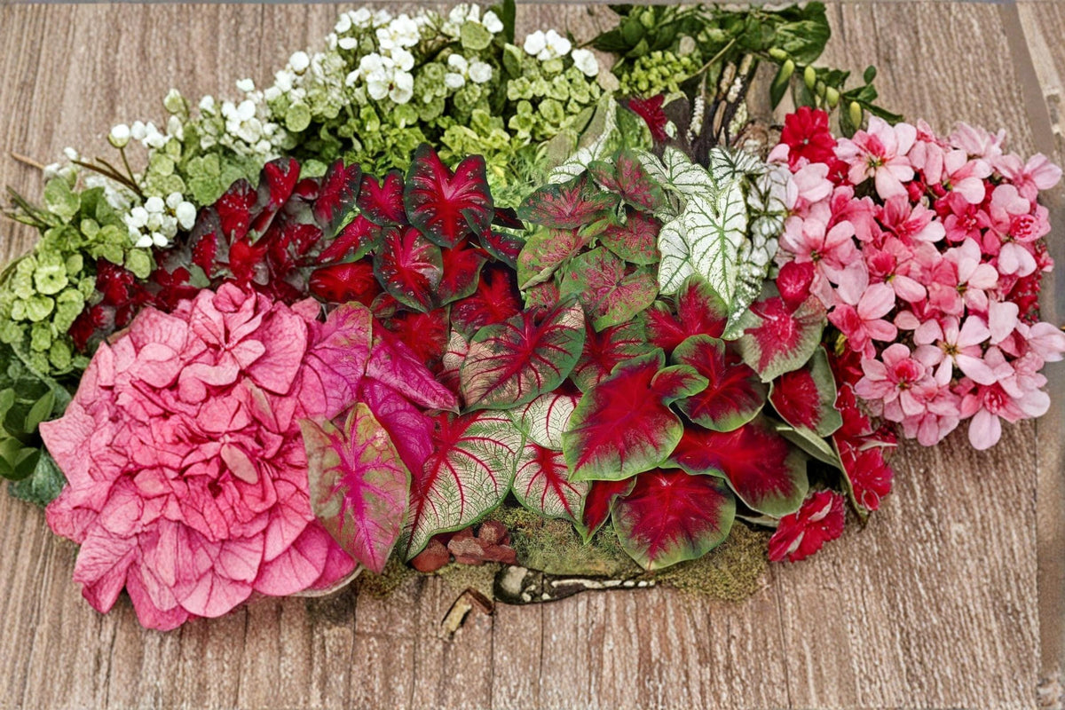 6 Bulbs Pinky Swear Caladium Bicolor Fancy Heart Shaped Leaves