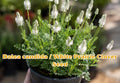 White Prairie Clover Seeds, Native Perennial Wildflower, Drought Tolerant, Pollinator Plant, Dalea candida