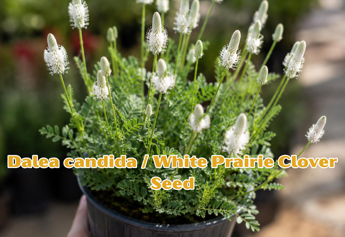 White Prairie Clover Seeds, Native Perennial Wildflower, Drought Tolerant, Pollinator Plant, Dalea candida