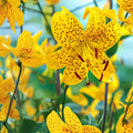 Tiger Lily Bulbs 3 Pack | Lilium Flowering Plants | Mixed Colors for Garden Beds & Outdoor Landscaping