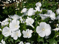 40 Seeds Dwarf White Rose Mallow Lavatera trimestris Cottage Garden Flowers