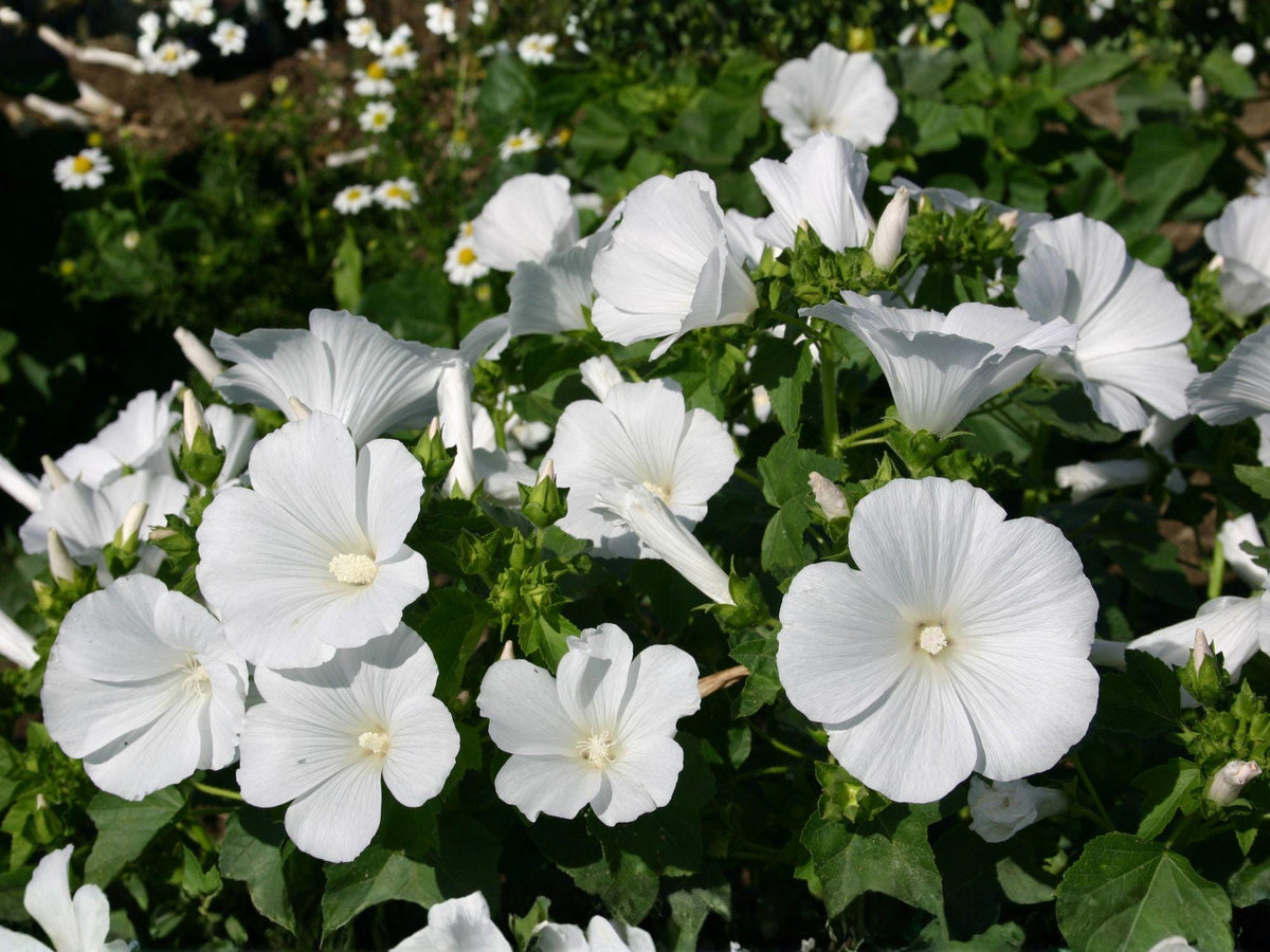 40 Seeds Dwarf White Rose Mallow Lavatera trimestris Cottage Garden Flowers