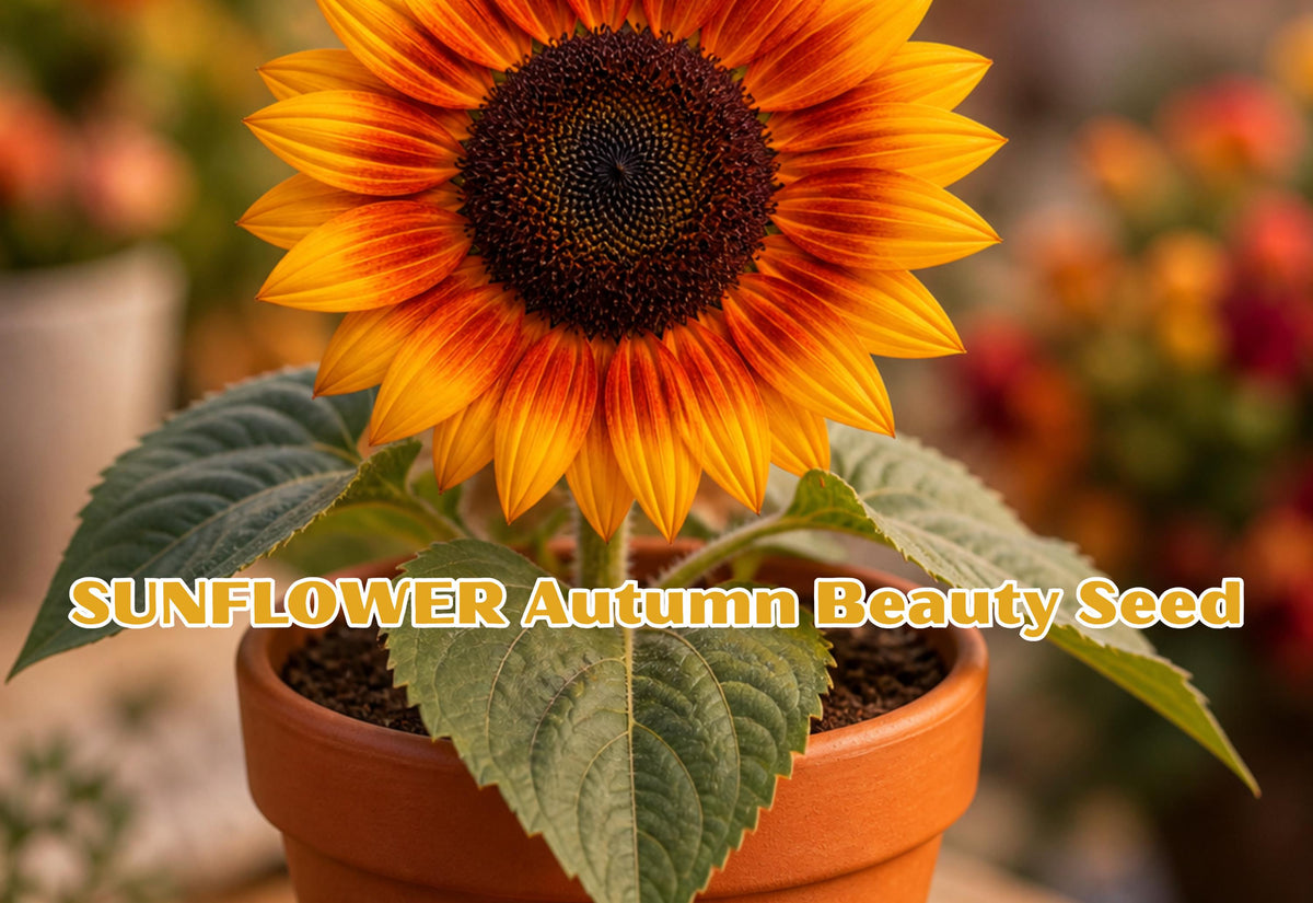 Autumn Beauty Sunflower Seeds – Tall Annual Cut Flower Garden – Multi-Colored Blooms – Helianthus annuus