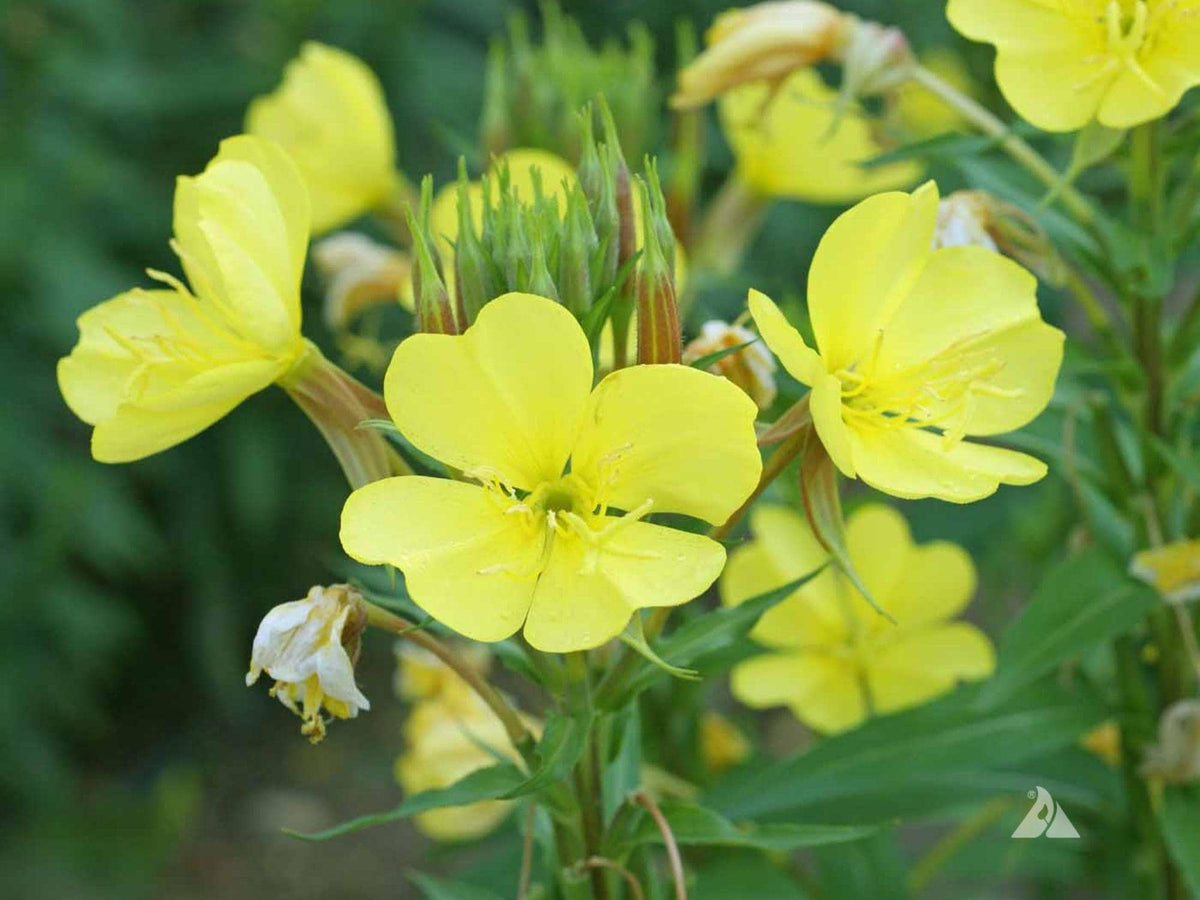 200 Seeds Evening Primrose Oenothera lamarckiana Yellow Wildflower Pollinator Garden