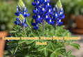 Texas Bluebonnet Seeds 50 Pack | Lupinus texensis Wildflower | Bright Blue Annual Flower for Garden, Full Sun
