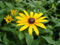 400 Black Eyed Susan Seeds Heirloom Wildflower Garden Flower