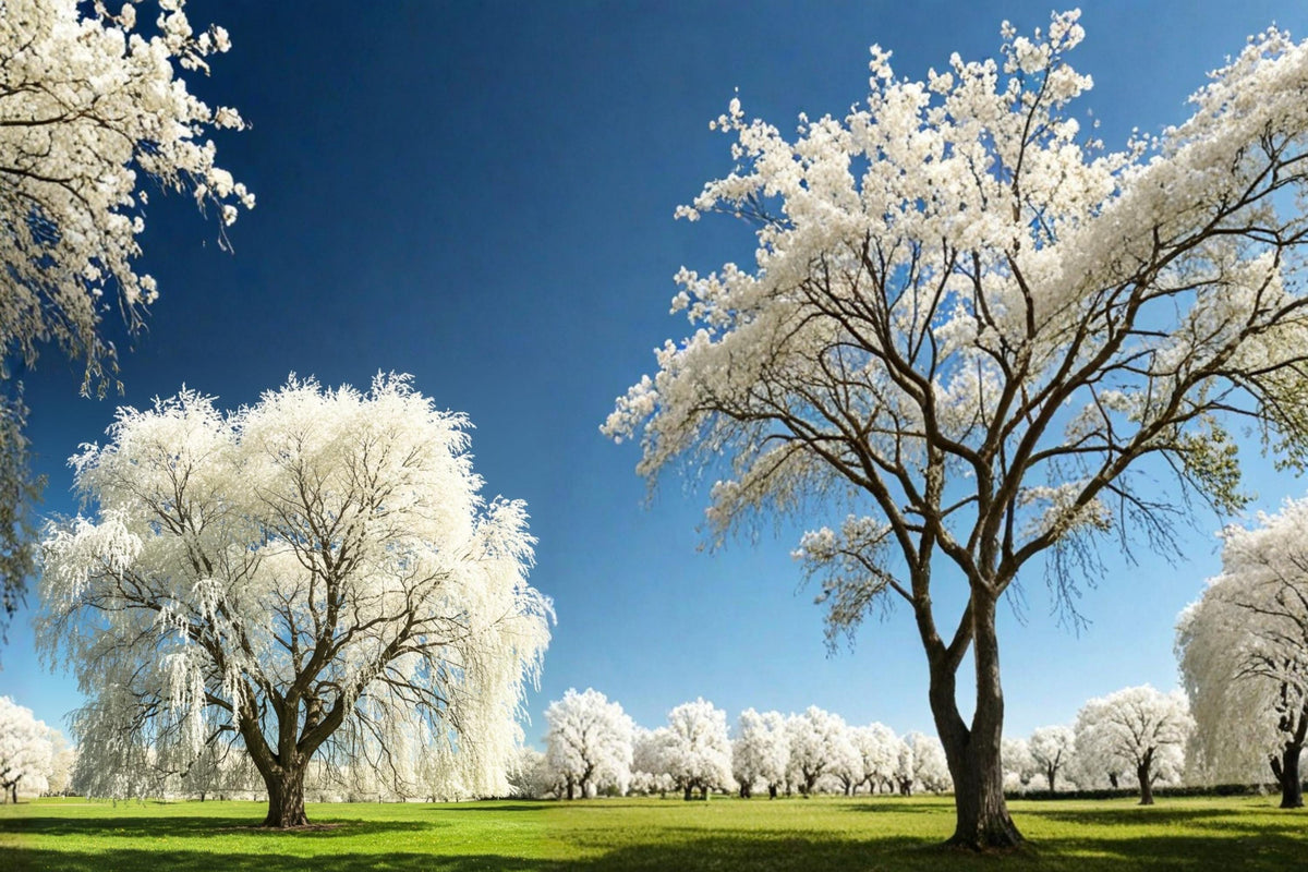 1 White Willow Cutting Salix alba Live Plant Cutting