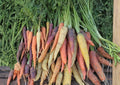 Rainbow Carrot Seeds Blend – Heirloom Non-GMO Vegetable Seeds for Garden Planting, Colorful Purple, Yellow, Orange, Red Roots