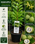 Live Sugar Apple Fruit Tree 12–24 Inches Tall – Annona squamosa – Tropical Fruit Tree for Garden, Patio, Container Cultivation