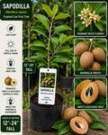 Live Sapodilla Fruit Tree – 12-24 Inch Starter Plant – Manilkara zapota Tropical Evergreen for Backyard, Patio, Container Cultivation