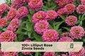 Lilliput Rose Zinnia Seeds – Compact Pompon Blooms, Rose Pink, Zinnia elegans, Annual Flower Seeds for Borders & Containers