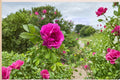 1 Live Plant Rugosa Rose Rosa rugosa Hardy Shrub