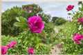 Rugosa Rose Seedling – Rosa rugosa Flowering Shrub for Garden Beds & Landscape, Hardy, Fragrant Pink Blooms