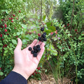 2 Live Plants Rubus fruticosus Wild Blackberry Bare Root