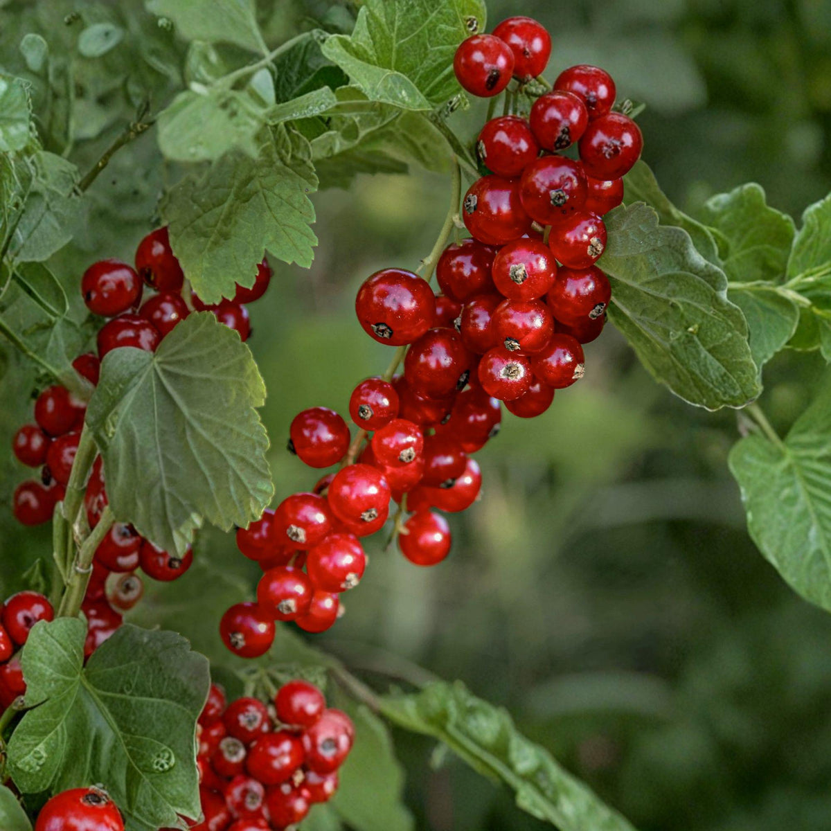 2 Live Plants Red Currant Starter Ribes rubrum Edible Berry Shrub