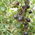12 Jostaberry Cuttings Unrooted Ribes nidigrolaria