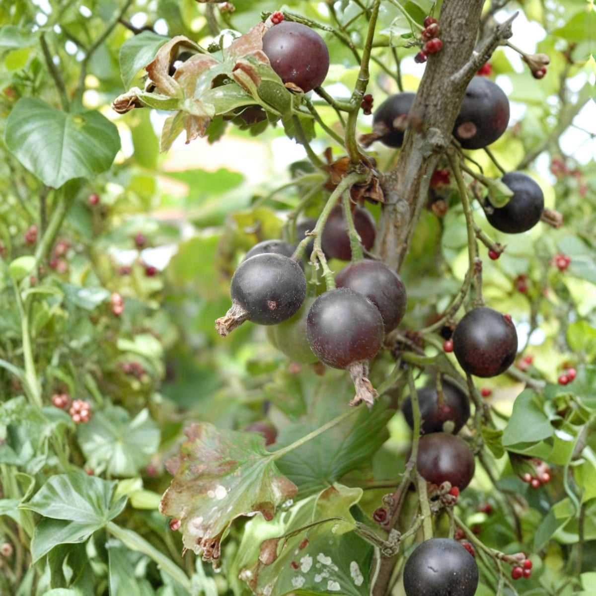 12 Jostaberry Cuttings Unrooted Ribes nidigrolaria