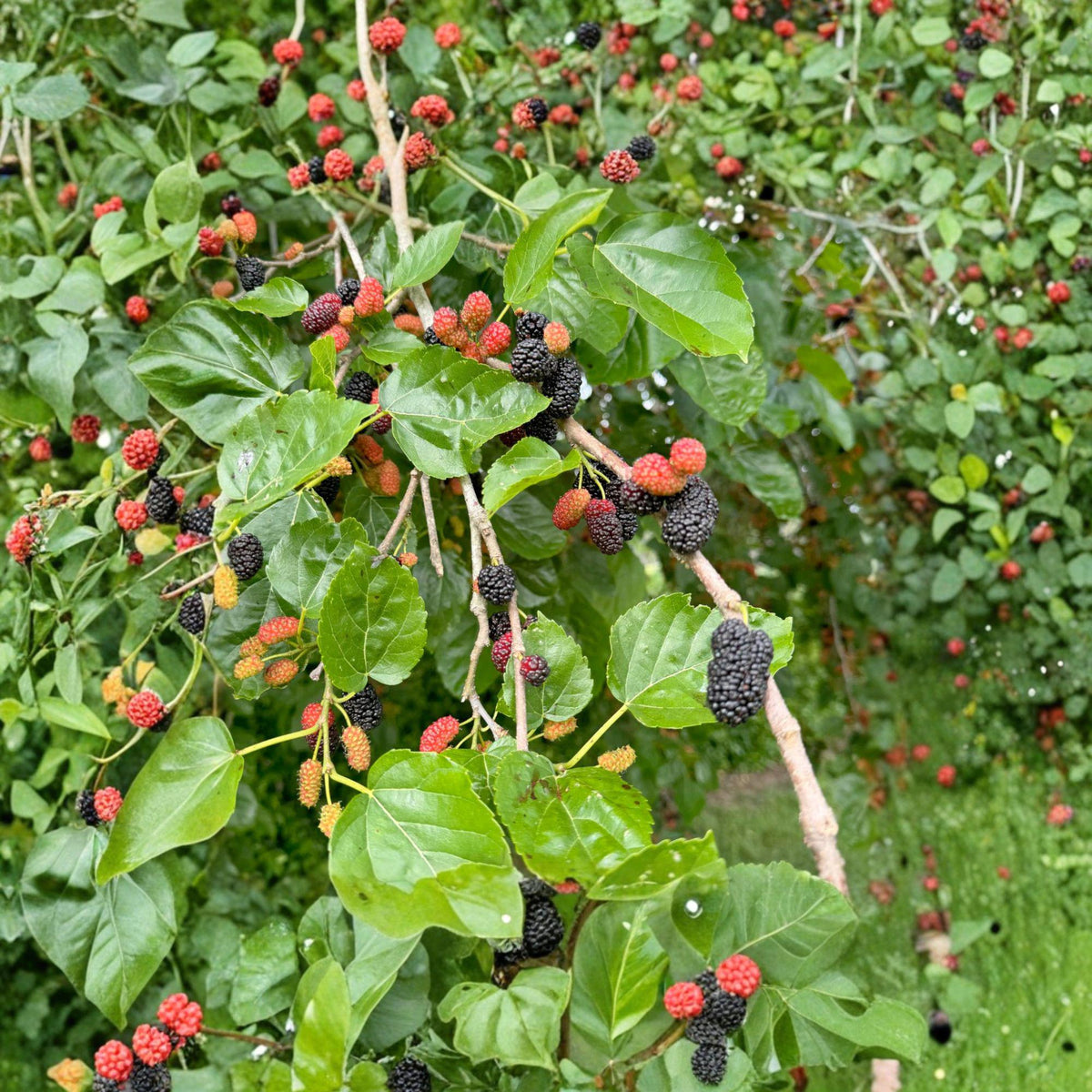 12 Unrooted Cuttings Red Mulberry Morus rubra Native Fruit Tree