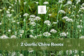 Garlic Chive Roots | 2 Live Bare Root Allium Herb Starter | Allium tuberosum | Culinary & Pollinator Garden Plant