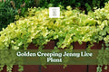 Golden Creeping Jenny Live Plant | Lysimachia Nummularia Aurea Groundcover Starter Plug, Trailing, Bright Golden Foliage