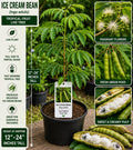 Ice Cream Bean Live Fruit Tree – Inga edulis – Tropical Edible Tree with Green Foliage and Seed Pods
